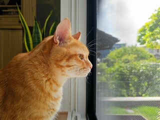 An orange tabby cat looks through a mesh window with intense focus, surrounded by bright sunlight and green scenery, creating a peaceful atmosphere indoors.