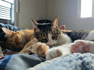 Two domestic cats lie together on a cozy bed next to a human’s feet, one sleeping and the other staring gently at the camera in soft morning light.