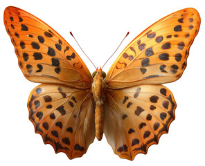 Detailed close-up of an orange and brown butterfly