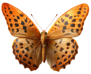 Detailed close-up of an orange and brown butterfly