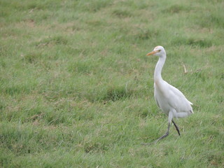 Sri Lankan Birds in the Wild, Sri Lanka 