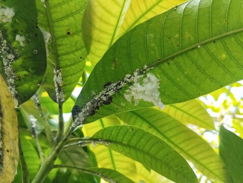 Mealybugs (Pseudococcidae) on mango leaves, close up view 