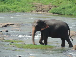 Sri Lankan Elephants in the Kaudulla National Park, Sri Lanka 