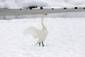 A migratory whooper swan (Cygnus cygnus) spreading its wings on a snowfield