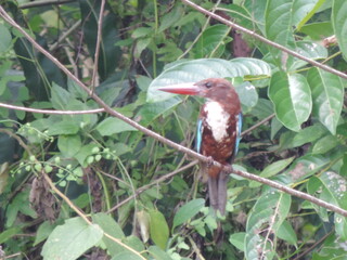 Sri Lankan Birds in the Wild, 