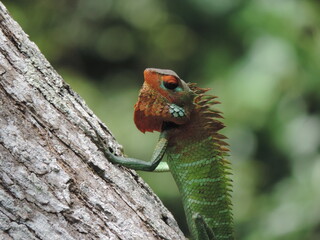 A lizard in my home garden, Sri Lanka 