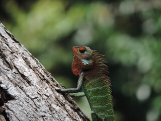 A lizard in my home garden, Sri Lanka 