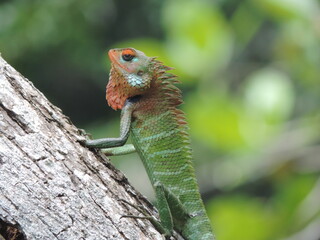 A lizard in my home garden, Sri Lanka 