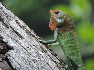 A lizard in my home garden, Sri Lanka 