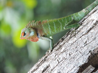 A lizard in my home garden, Sri Lanka 