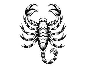scorpion  tattoo ,wildlife, illustration, tail, sign, nature, venom, symbol,
