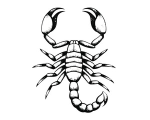 Obraz premium scorpion tattoo ,wildlife, illustration, tail, sign, nature, venom, symbol,