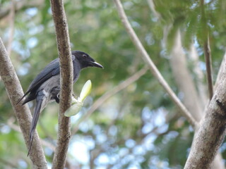 Sri Lankan Birds in the Wild 