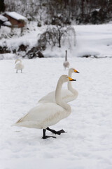 Migratory whooper swans (Cygnus cygnus) on a snowfield in Japan