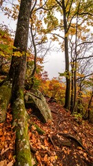 Autumn forest path with fallen leaves