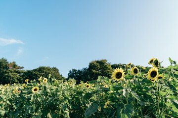sunflowe with the sky