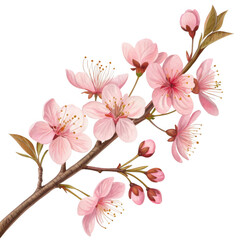 Delicate pink cherry blossom branch with buds and leaves in watercolor style isolated on transparent background