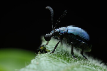 A close-up of a Mint Beetle (Chrysolina menthastri) resting on a green leaf, possibly mint or a related plant. This metallic green beetle belongs to the leaf beetle family (Chrysomelidae) 