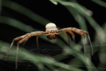 A spider resting on its orb web, likely belonging to the genera Cyrtophora (orb-weaver spiders known as tent spiders), Araneus (European garden orb-weaver), or Neoscona (oak orb-weaver).
