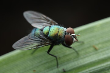 A common green bottle fly (Lucilia sericata) resting on a green leaf. This blowfly species is known...