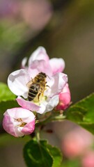 Honeybee on a Spring Blossom