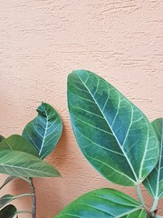 Green leaves on the pale pink color painted wall background 