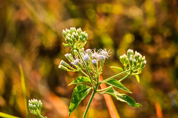 Chromolaena odorata, which helps eliminate infections and promote healing. It is commonly used in...