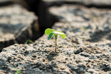 Resilience A lone seedling emerges from cracked earth, symbolizing growth