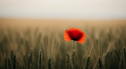 Single red poppy in wheat field