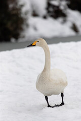 Obraz premium A migratory whooping swan (Cygnus cygnus) stands in a snowfield.
