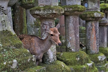 日本、奈良公園、春日大社、石燈籠、鹿、野生動物、草地 、木、綠色、写真素材	
