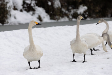Obraz premium Migratory whooper swans (Cygnus cygnus) on a snowfield in Japan