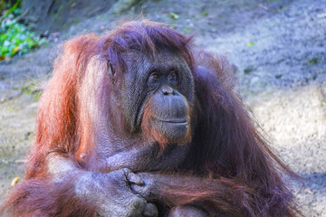 A majestic orangutan with deep, expressive eyes and shaggy red fur sits calmly, its hands resting...