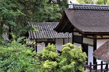 日本、奈良、鹿、神社 、春日大社、石燈籠、木、綠色、写真素材	
