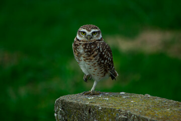 Portrait of a pygmy owl