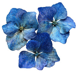 Pressed hydrangeas, three vibrant blue flowers, delicate petals