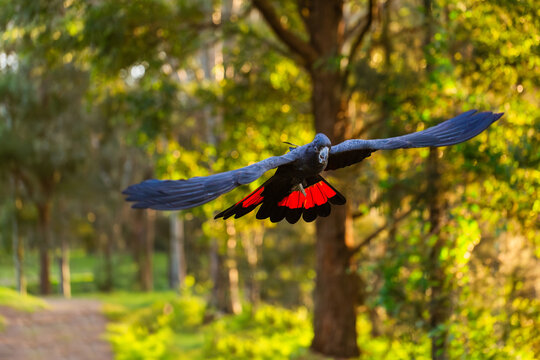 Male red tailed black cockatoo bird flying through bushland