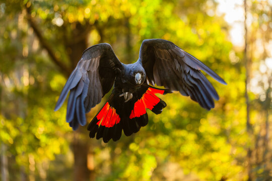 Male red tailed black cockatoo bird flying through bushland wings and tail open