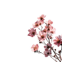 Obraz premium Delicate pink flowers in a cluster against a black background