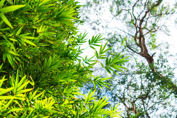 bamboo leaves with a tree branch on the background