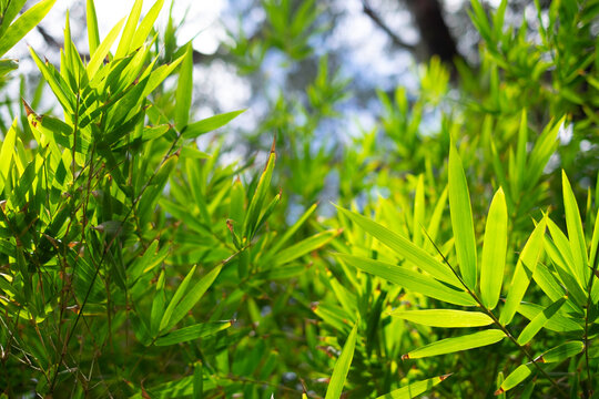 bamboo leaves with a tree branch on the background