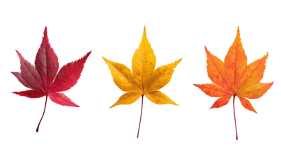 Three autumn leaves in varying shades of red and yellow