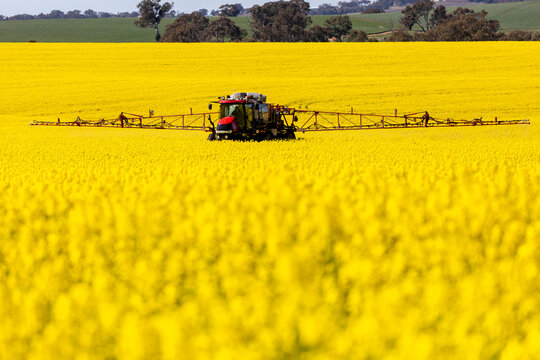 Self propelled boom sprayer spraying insecticide on flowering canola