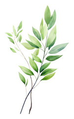 PNG Floral green leave art illustration watercolor.