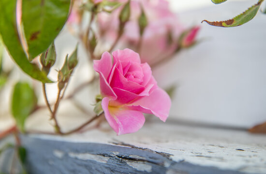 A pink rose against an old window sill