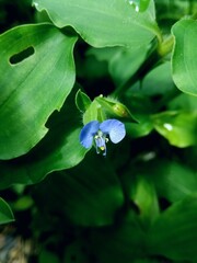 hdr.Macro photo Beautiful small flower (Commelina communis)  growth in the bush with natural background 