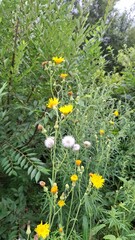 beautiful perennial yellow wildflowers, faded yellow flowers on the edge of a green forest, wildflowers growing by the side of a road