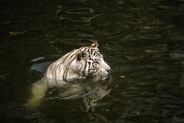 Tiger swimming in water