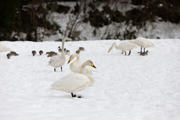 A flock of whooper swans (Cygnus cygnus) and a cygnet searching for food on a snowfield.