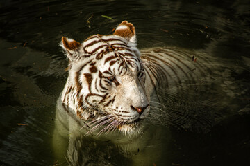 Portrait of a tiger swimming